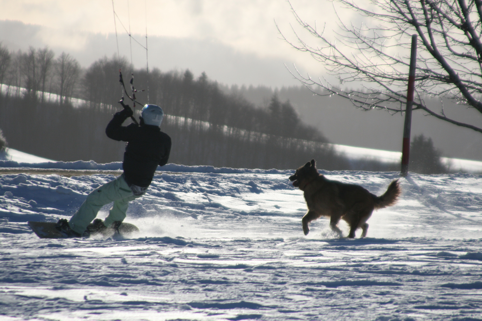 Snowboarder mit einem Gleitschirm wird von Hund gejagt