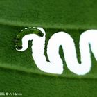Snowboarding Macro leafboarding.