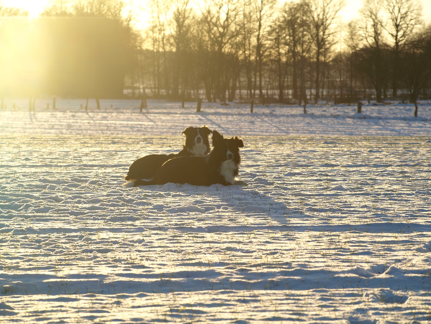 Snowborder im Gegenlicht..