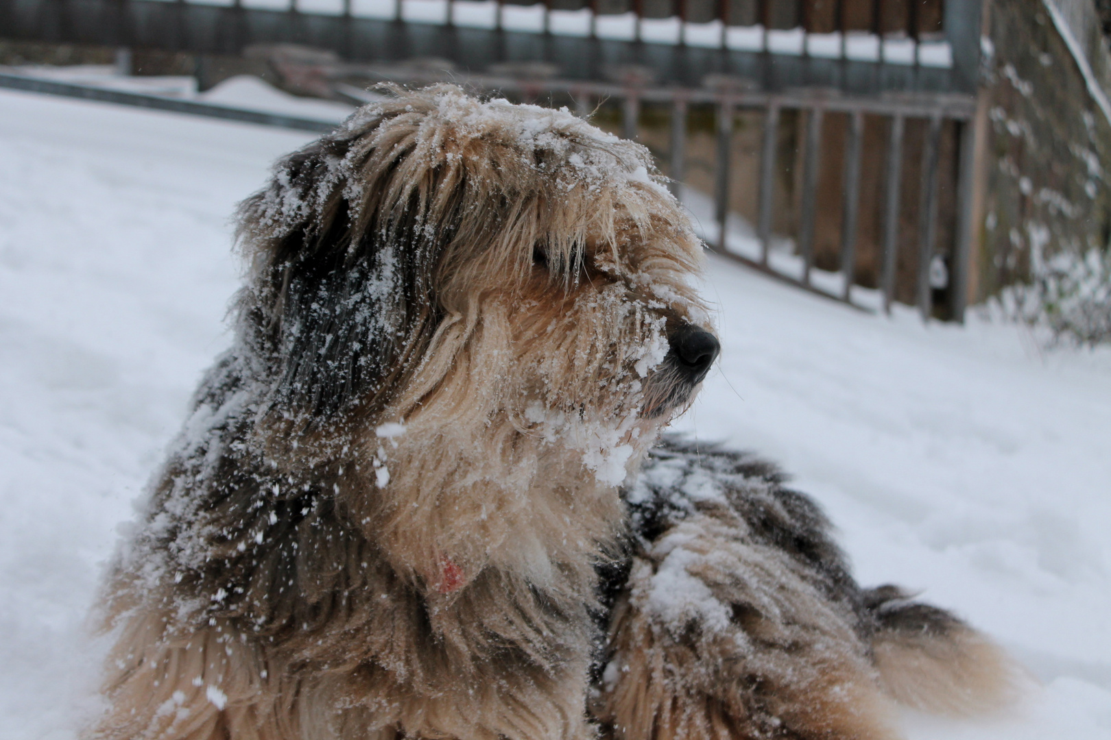 snowbound dog