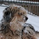 snowbound dog