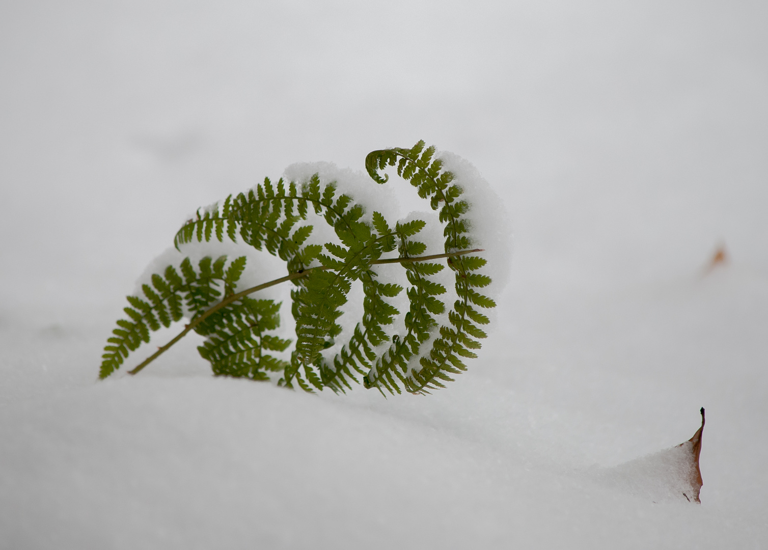 Snowbound Fern 1