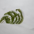 Snowbound Fern 1