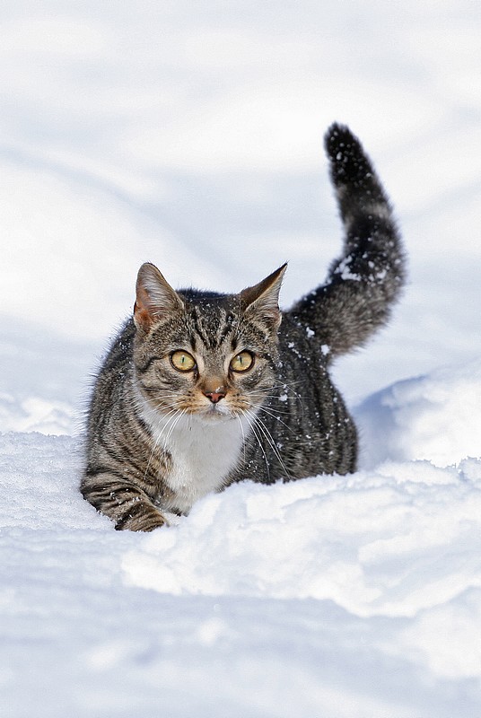 Snowcat