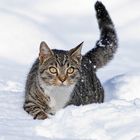 Snowcat