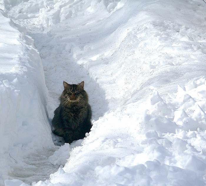 "Snowcat"