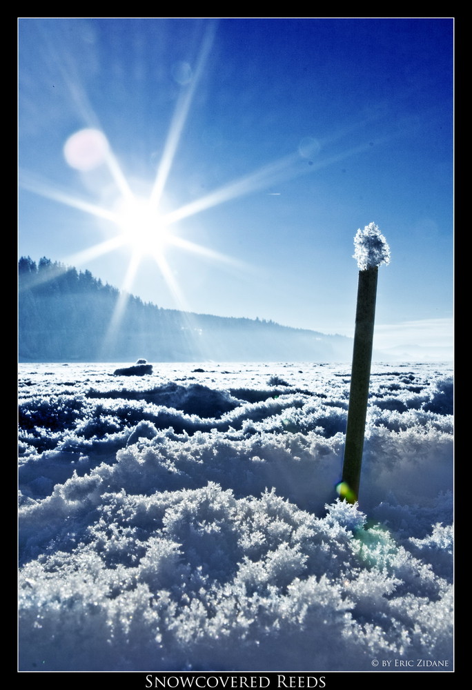 Snowcovered Reeds