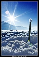 Snowcovered Reeds