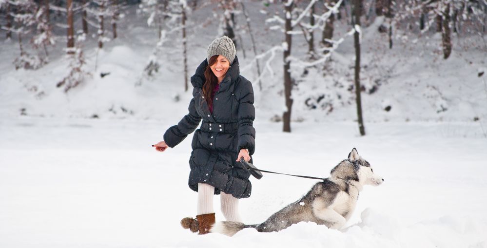 snowdance von cerni 