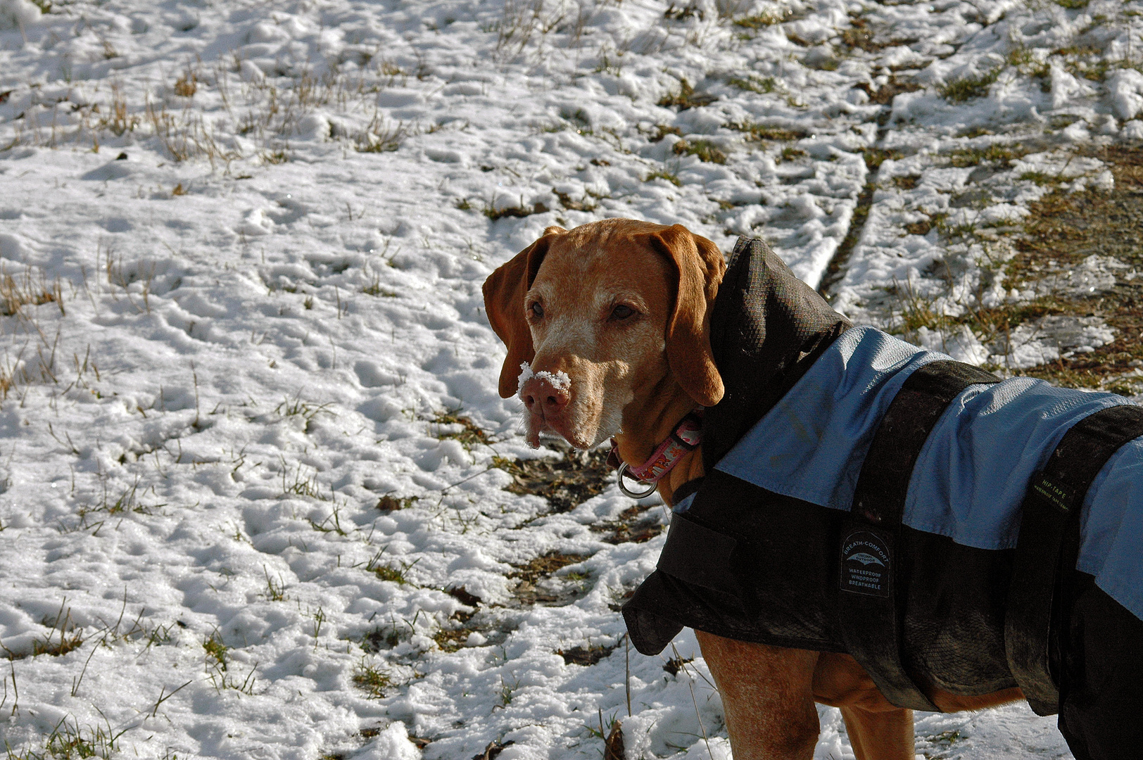 Snowdog