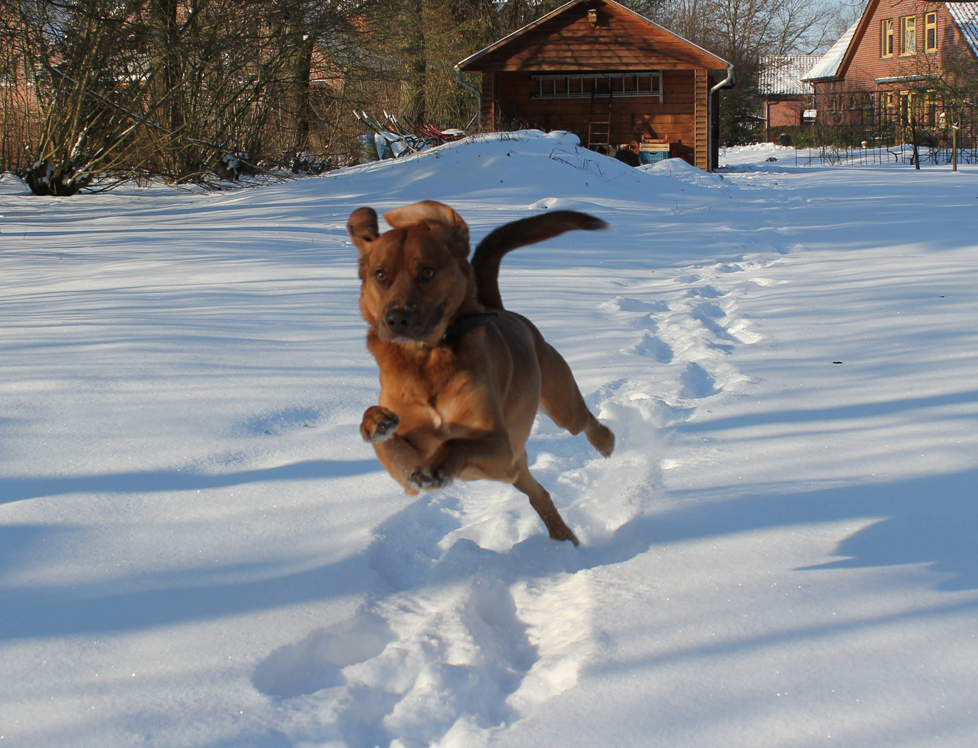 Snowdog