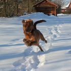 Snowdog