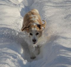 Snowdog