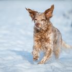 Snowdog