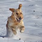 Snowdog