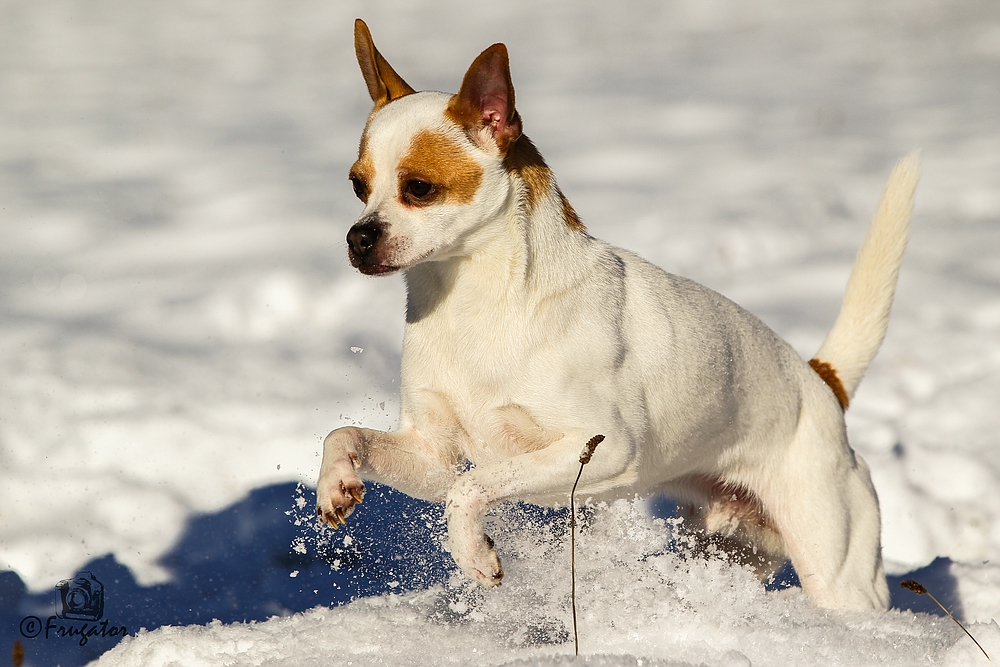 "Snowdog"...