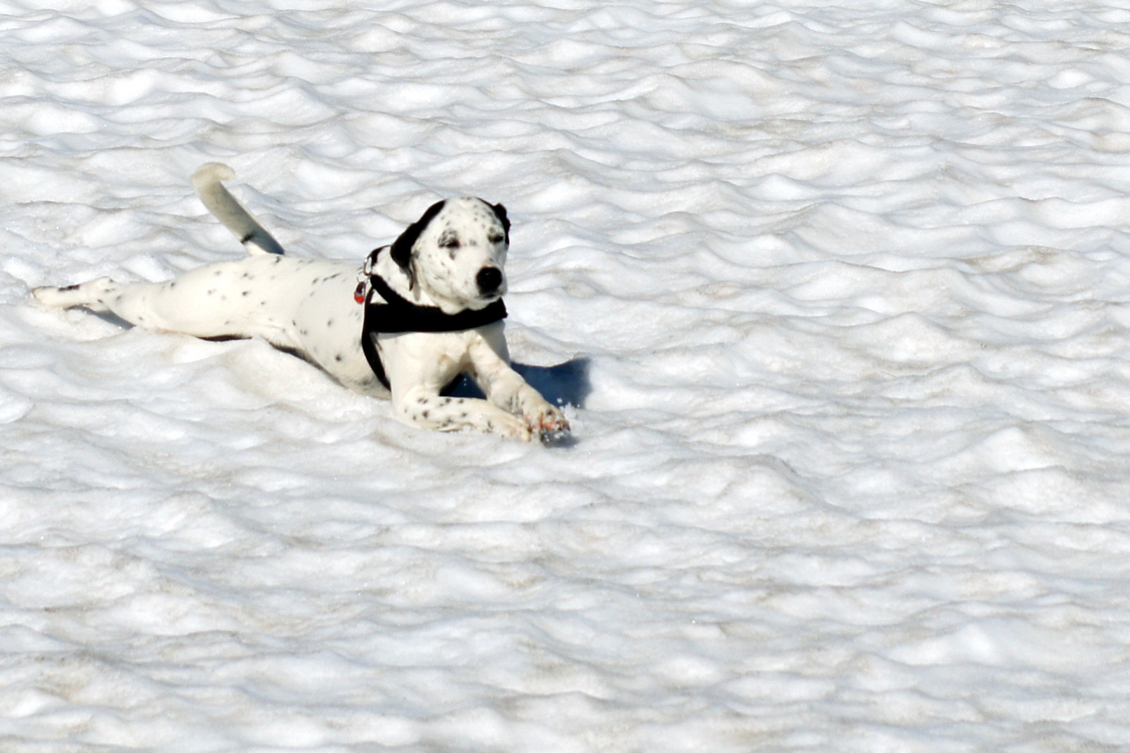 Snowdog