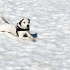 Snowdog