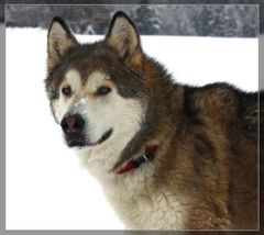 snowdog