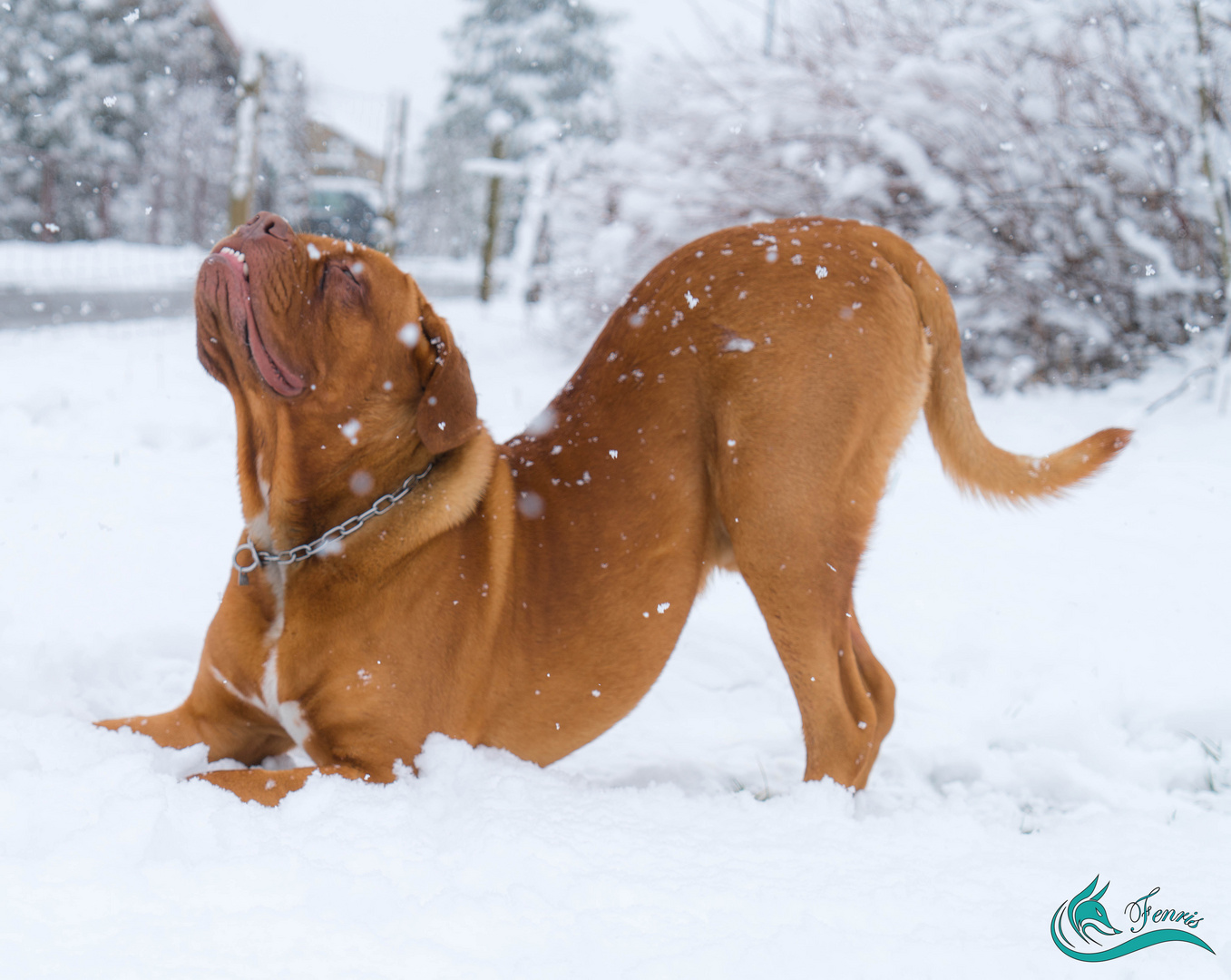 Snowdog