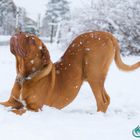 Snowdog