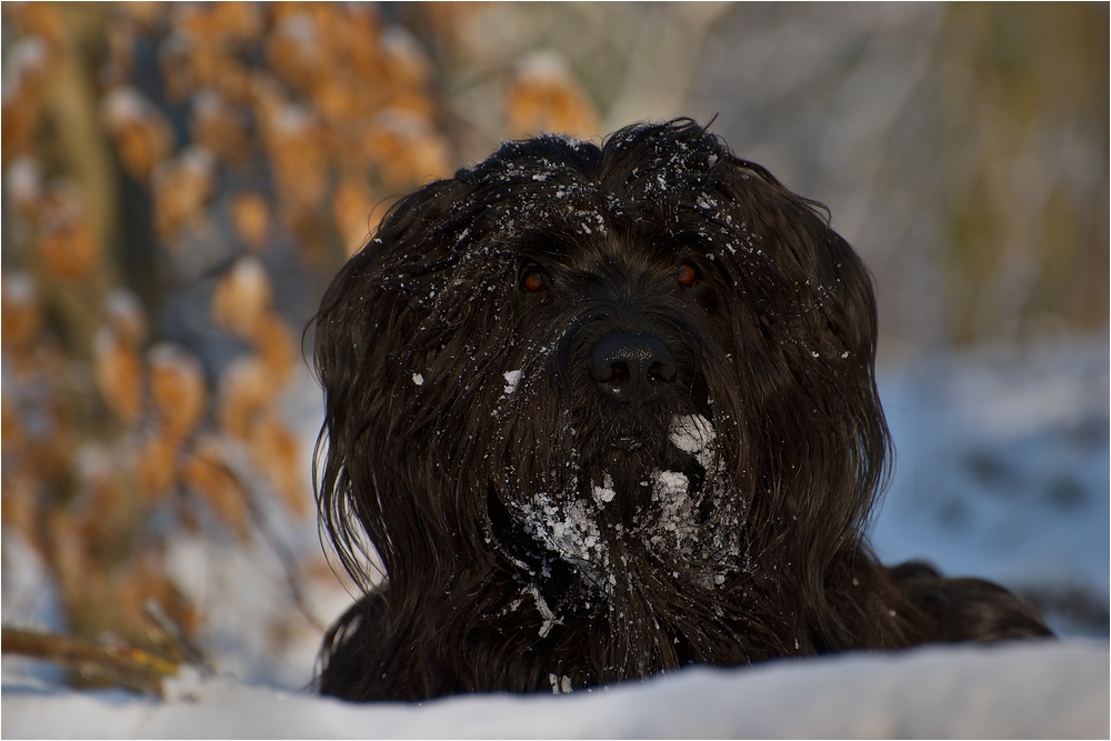 *snowdog*