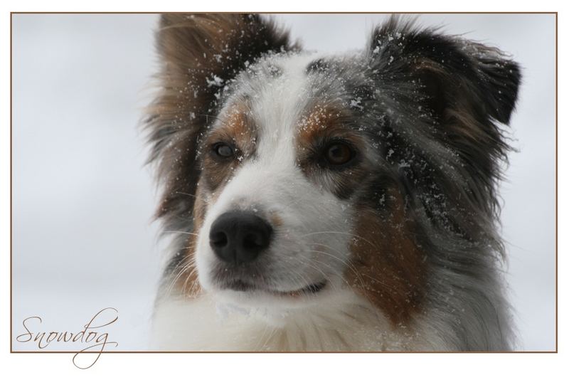 Snowdog