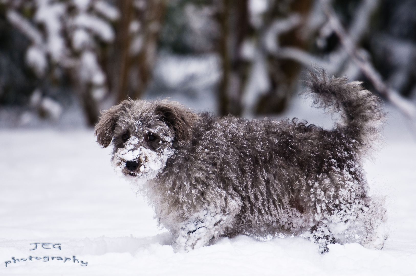 Snowdog