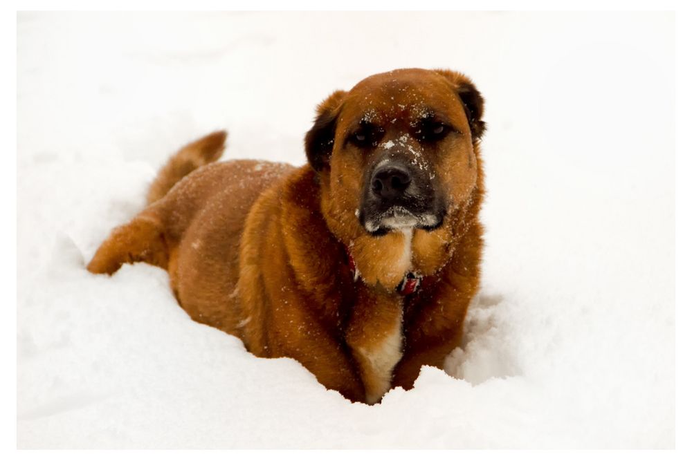 Snowdog