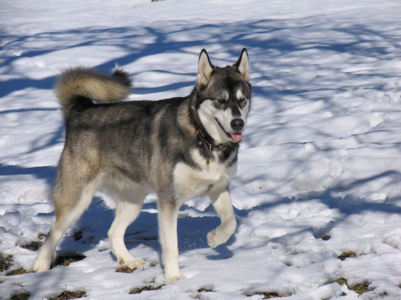 Snowdog