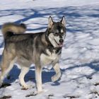 Snowdog