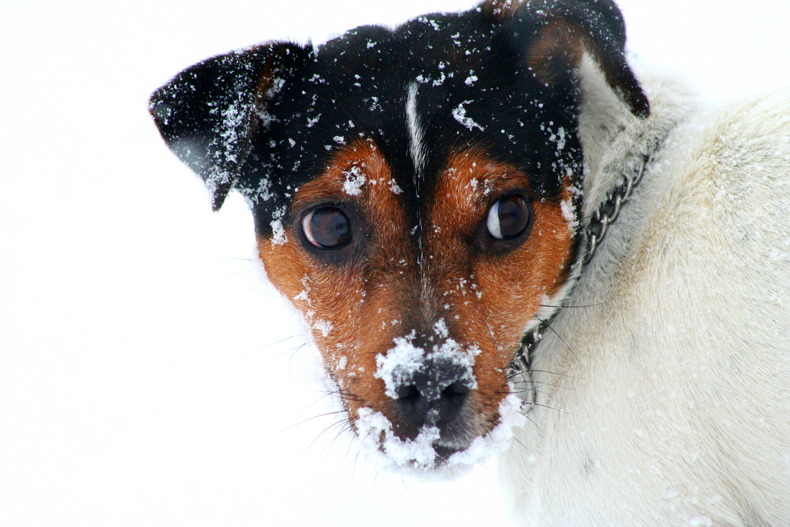 Snowdog