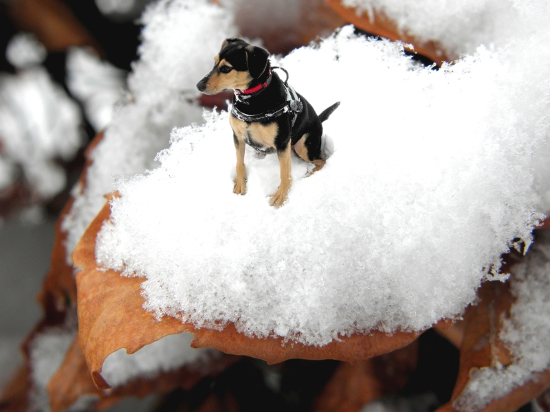 Snowdog