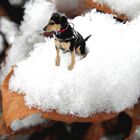 Snowdog