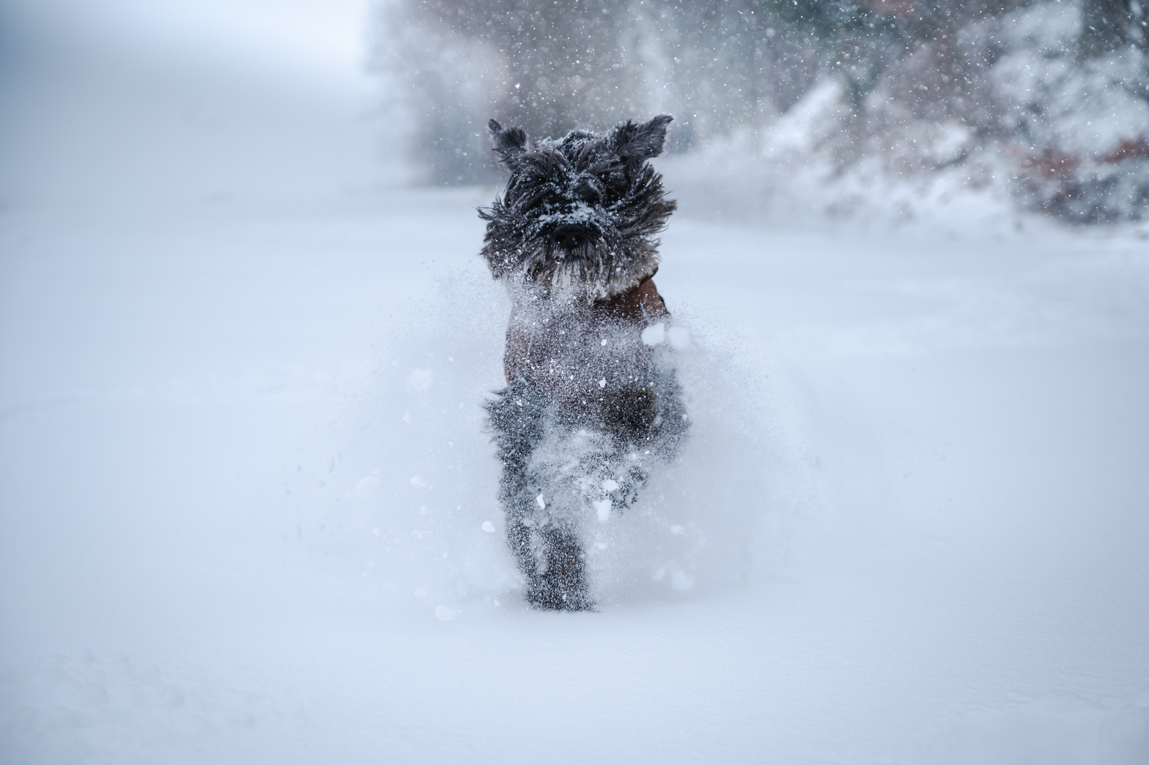 Snowdog