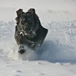 Snowdog