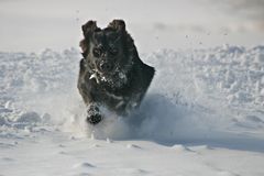 Snowdog