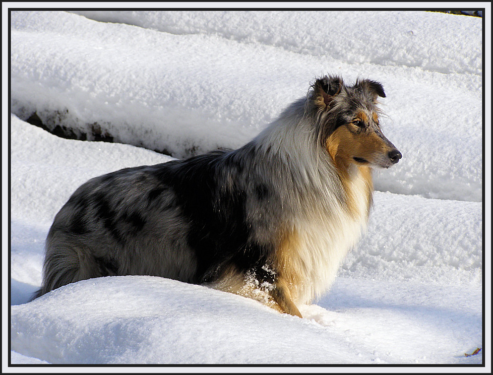 Snowdog