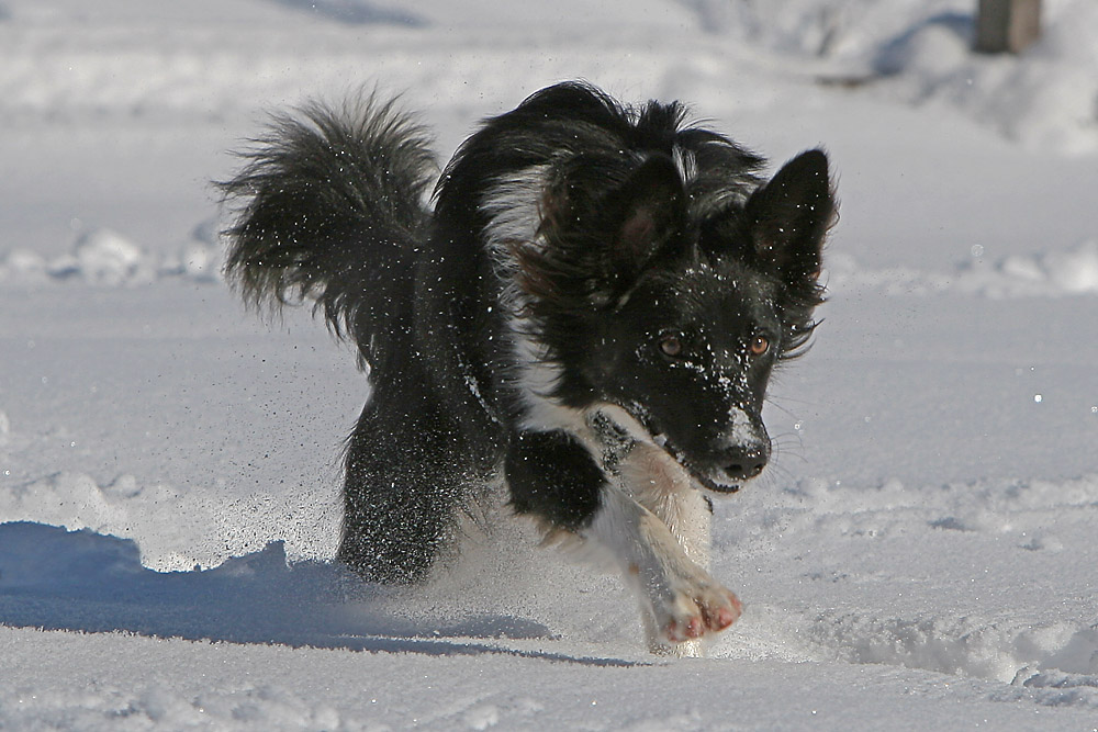 Snowdog