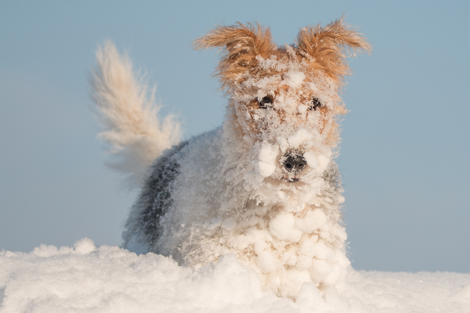 Snowdog, hund im schnee