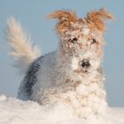 Snowdog, hund im schnee