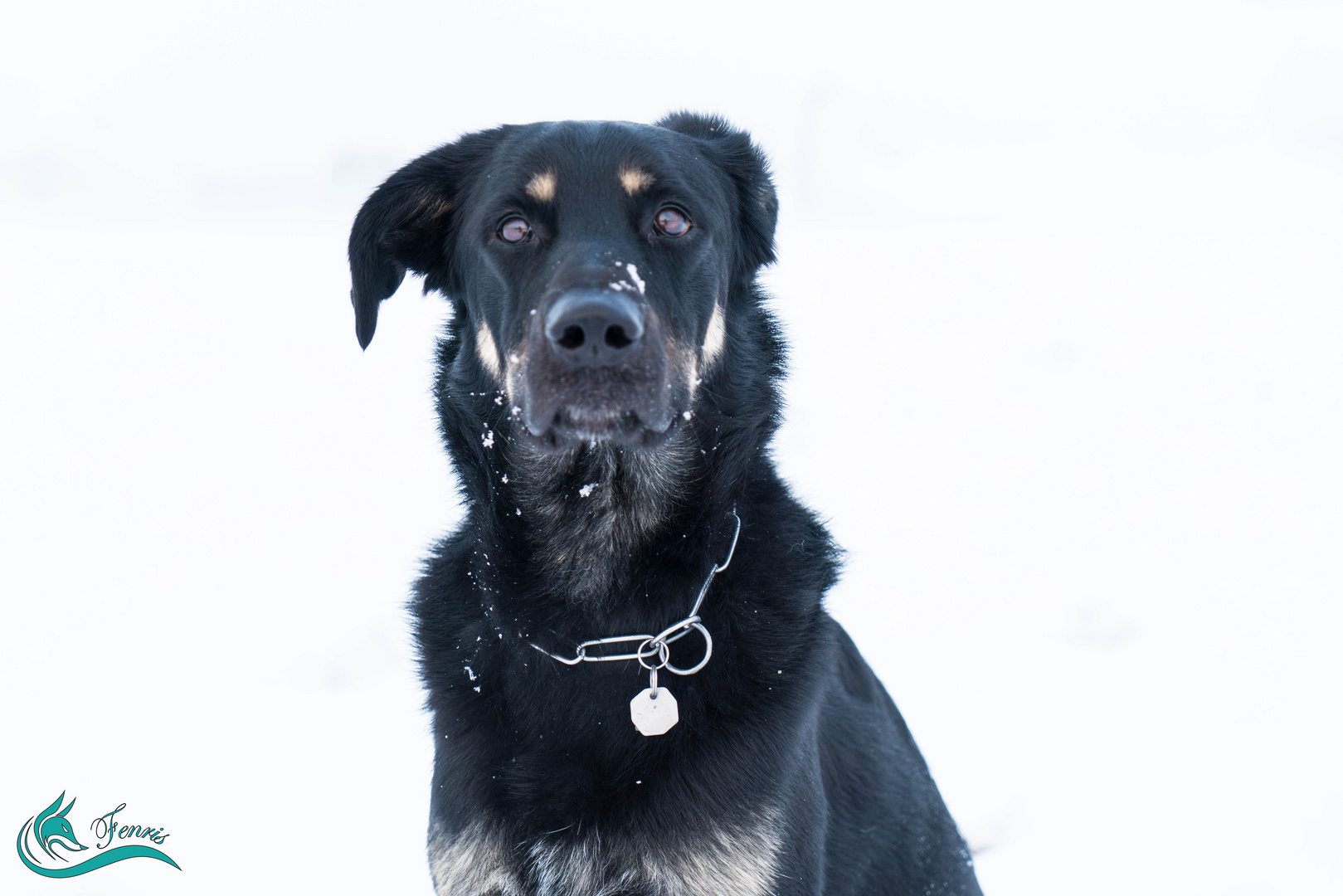 Snowdog II