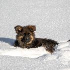 Snowdog - Nero 8 Wochen alt