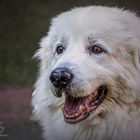 Snowdog Portrait