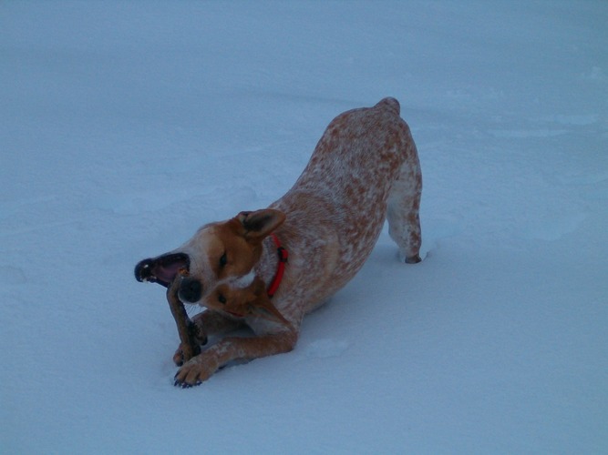 snowdog stick chompin'