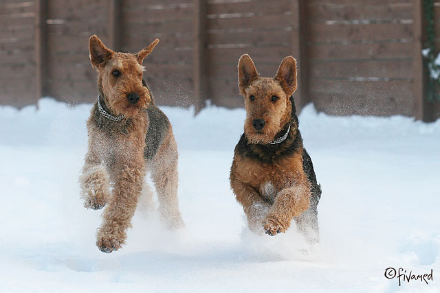 snowdogs