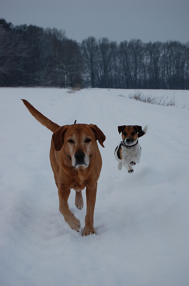 Snowdogs