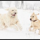 Snowdogs