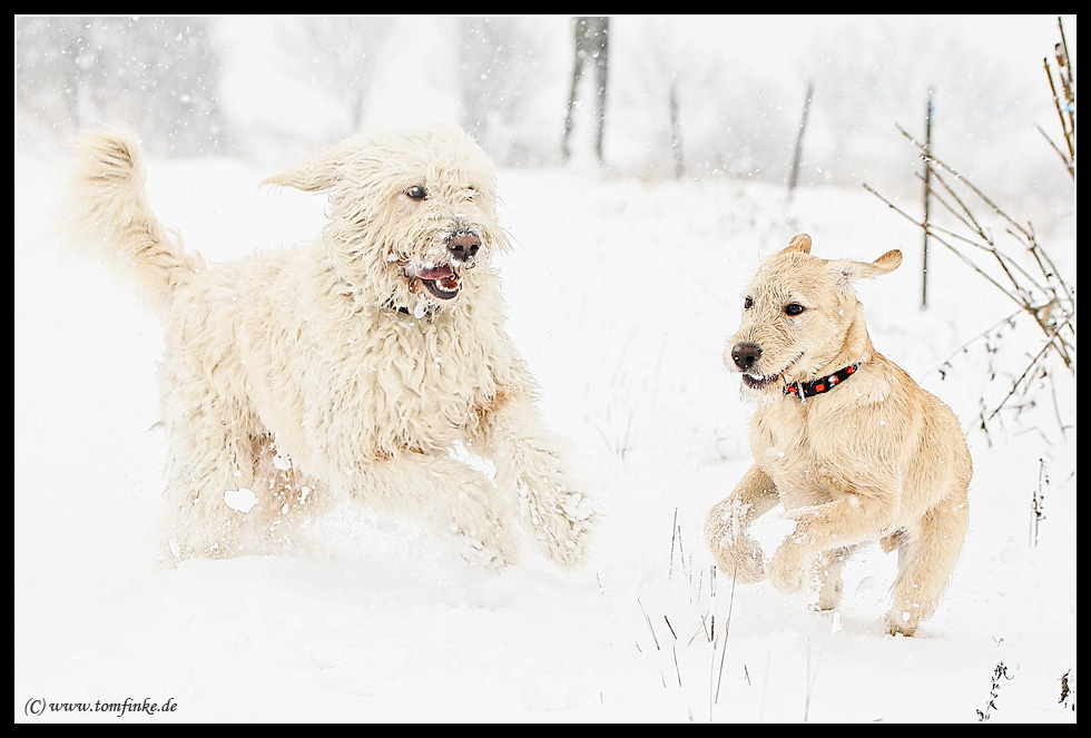 Snowdogs