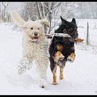 Snowdogs